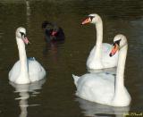 Mute Swans & Black Swan.