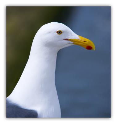 gull