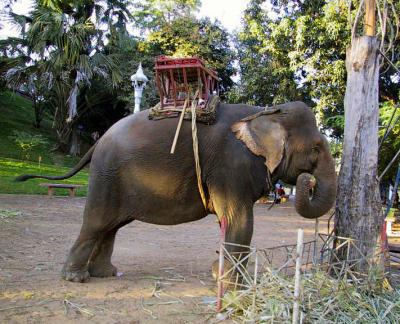 Elephant at Wat Phnom