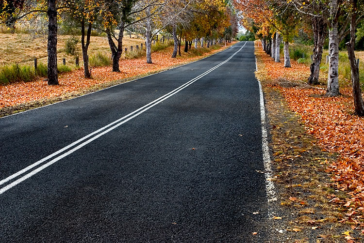 Avenue of Colour 1