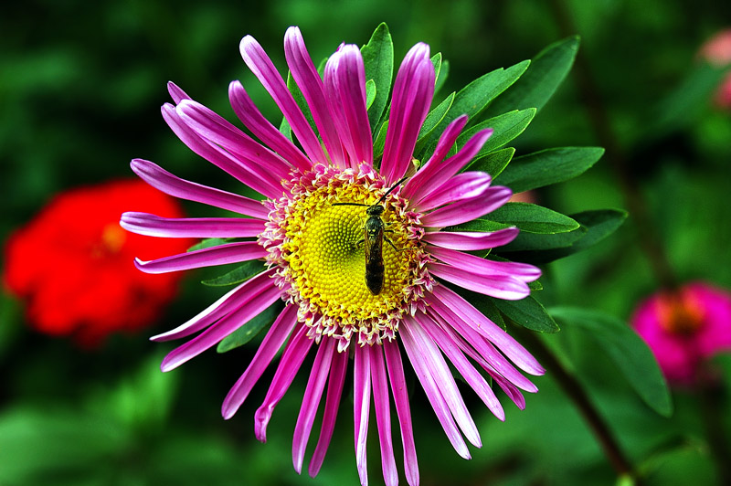 DSC_0004-Flower-And-Bee.jpg