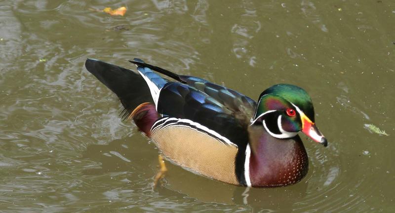 Wood Duck <I>(Aix sponsa)</I> (male)