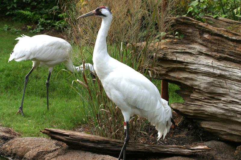 Whooping Crane <I>(Grus americana)</I>