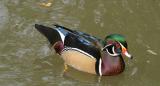 Wood Duck <I>(Aix sponsa)</I> (male)