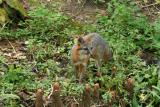 Gray Fox <I>(Urocyon cinereoargenteus)</I>
