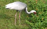 White-naped Crane <I>(Grus vipio)</I>