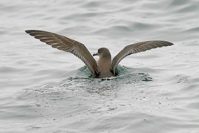Sooty Shearwater (#1 of 2)