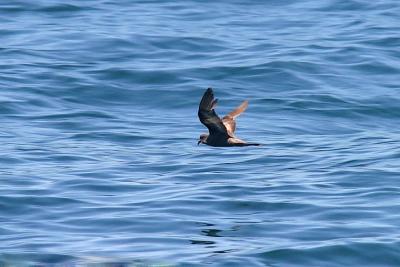 Ashy Storm-Petrel