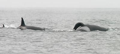 Killer Whales (male, female & calf)