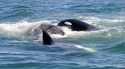 Killer Whales & Gray Whale
