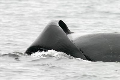 Killer Whale with curled dorsal