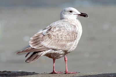 presumed Glaucous-winged  x Western Gull hybrid, 1st cycle