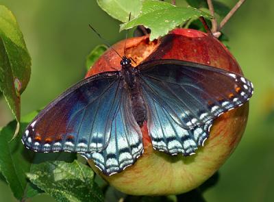 Red Spotted Purple