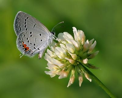 Eastern Tailed Blue