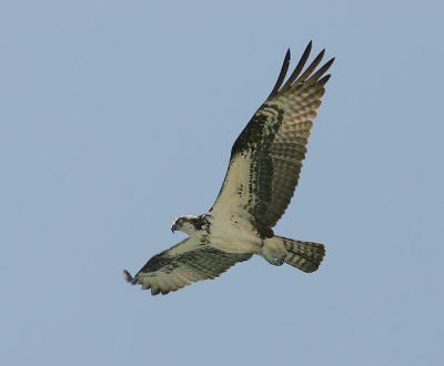 Osprey