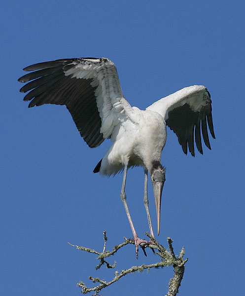 Woodstork