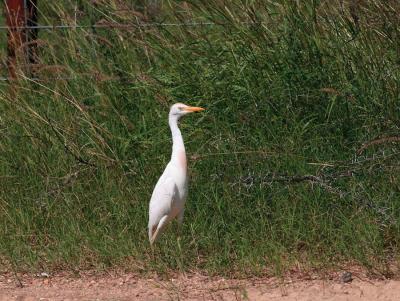 Noon-Day-Cattle-Egret