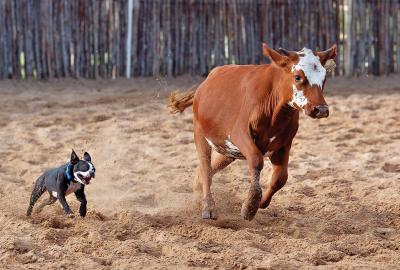 cutting_horses