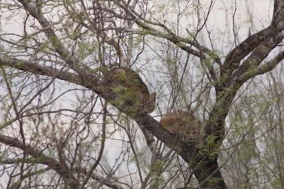Bobcat-Cubs-In-a-Tree-(Re)