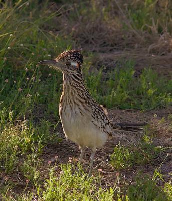 Roadrunner