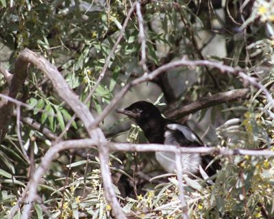 Black-billed Magpie juvenile
