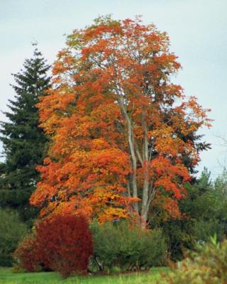 Big-Leaf Maple