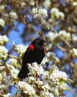 Red-winged Blackbird