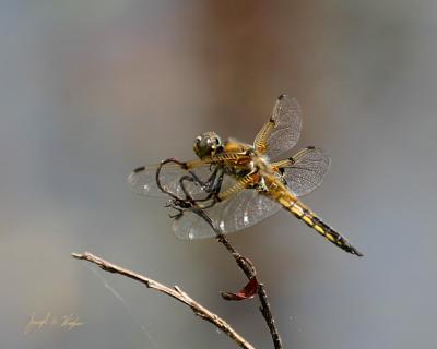 Libellula quadrimaculata
