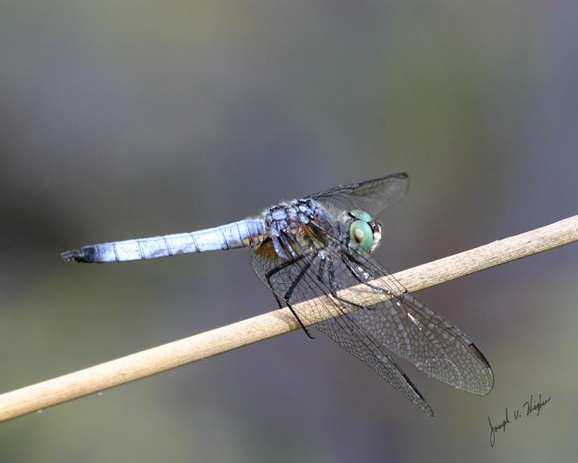 Pachydiplax longipennis