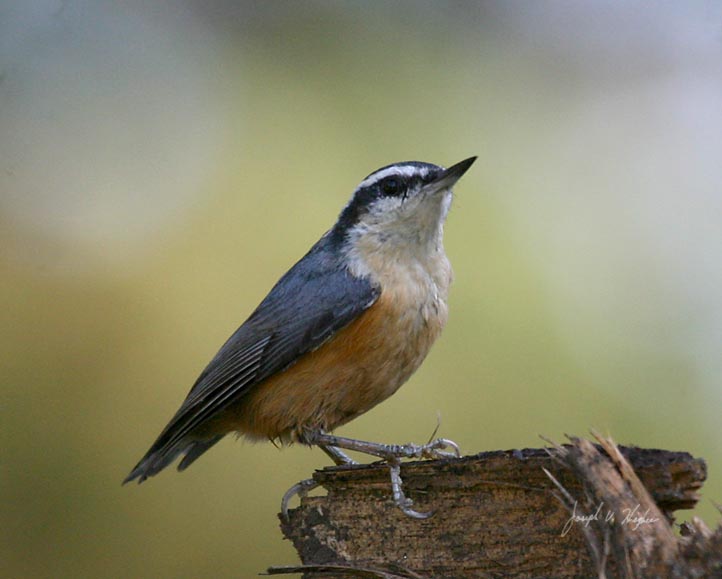 Red-breasted Nuthatch