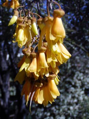 Kowhai.jpg