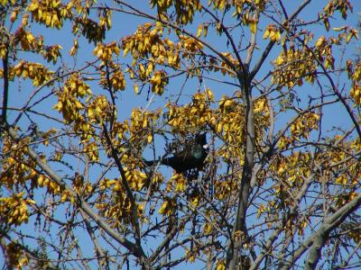 Kowhai_and_Tui.jpg