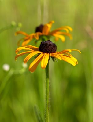 brown eyed susan. at the boat landing