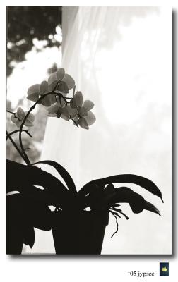orchid through the window in duotone