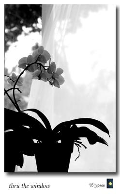 orchid through the window in black and white