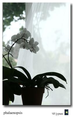 orchid through the window