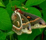 cecropia silkmoth