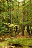 beech and balsam