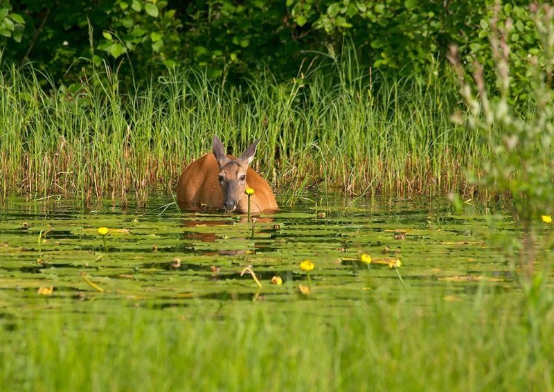 doe. dinner in the pond