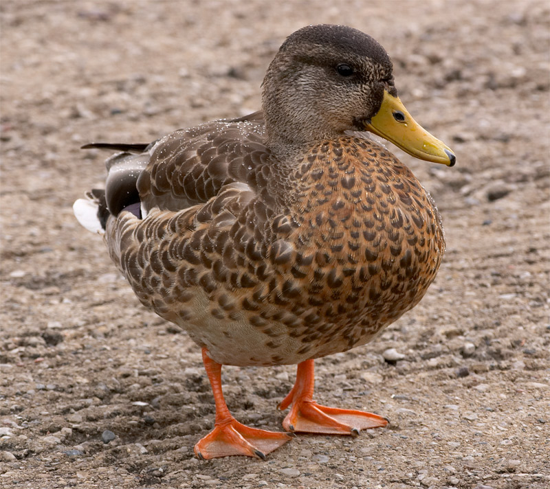 miss duck