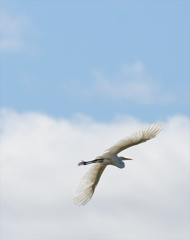 great egret in flight