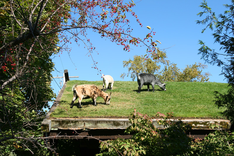 Goats On The Roof Photo Jypsee Photos At Pbase Com