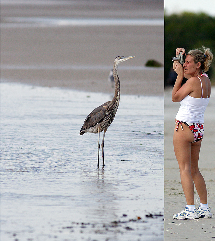 great blue heron. making a photo to show the folks back home