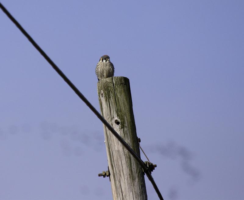 Kestrel