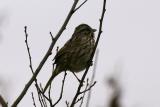 Song Sparrow