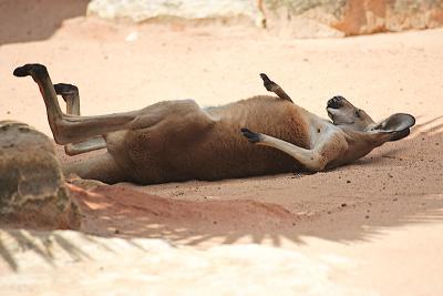 lazy_kangaroo.jpg
