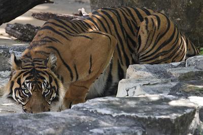 tiger_drinking.jpg