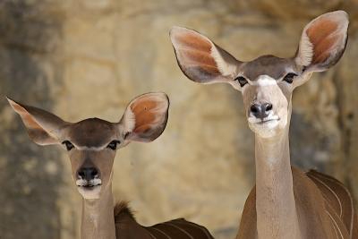 san_antonio_zoo