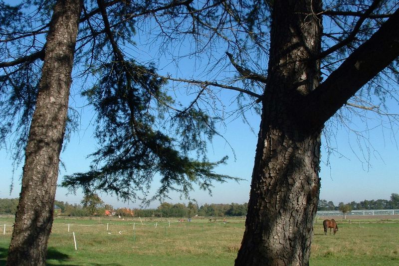 Pine-trees