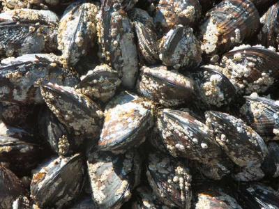 040705 A Few Clams